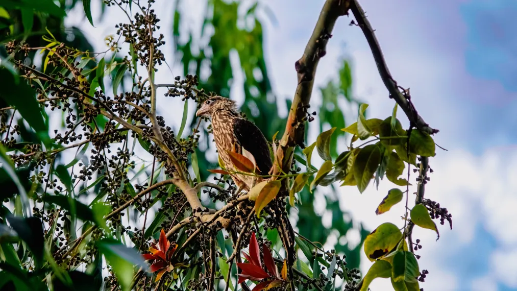 Fauna del territorio cafetero