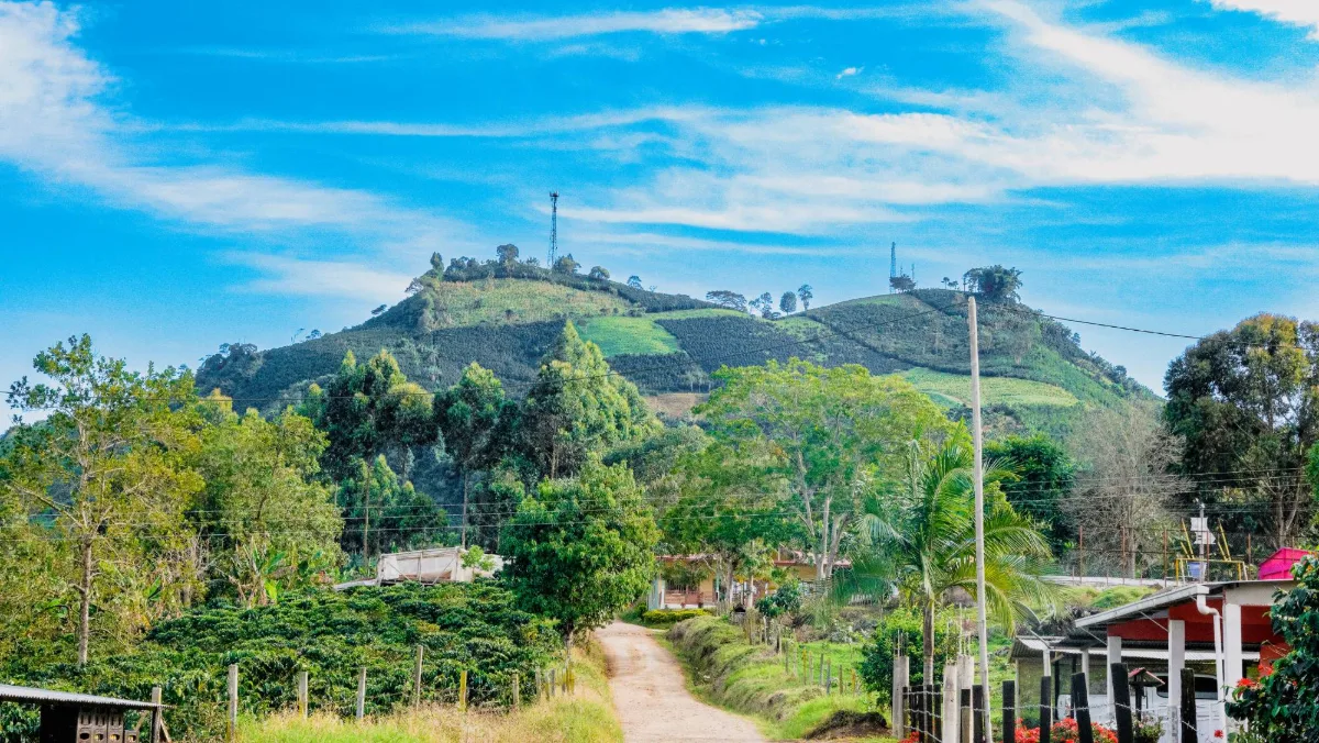 Camino entre cafetales y casas campesinas al pie de una montaña cultivada en Acevedo, Huila